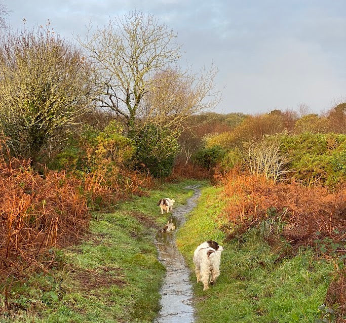 Walking with Dogs between Truro and  Fowey - SIGNED/QUICK DISPATCH